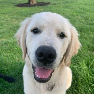 Meet your Posher, Sam